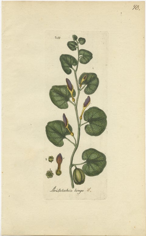 Set of 5 Antique Botany Prints - Aristolochia Species, view 5