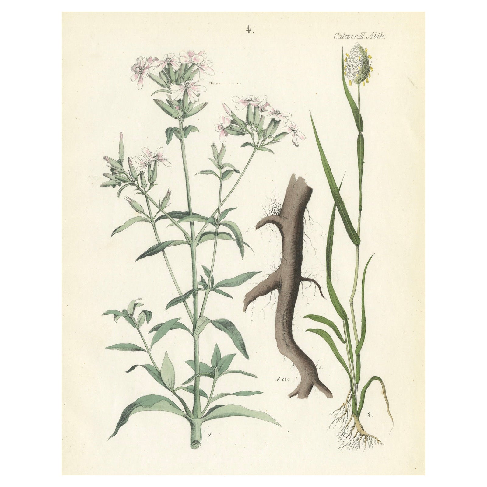 Hand-Colored Botanical Lithograph of Soapwort & Yellow Asphodel, 1854