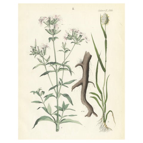 Hand-Colored Botanical Lithograph of Soapwort & Yellow Asphodel, 1854
