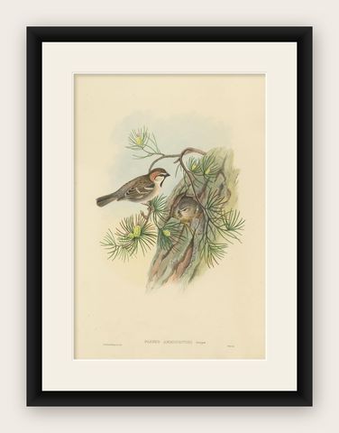 Antique Bird Print of the Saxaul Sparrow by Gould, circa 1850, shown framed