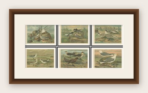 Set of Six Antique Chromolithographs of Seabirds, Gulls, Terns & Skuas, c.1890, shown framed