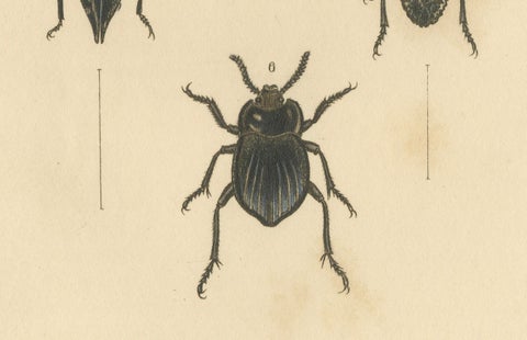 Beetles of the Early 19th Century: A Cuvier Collection from 'The Animal Kingdom', close-up 3