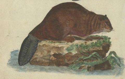 Antique Handcolored Engraving of Beaver and Webbed Appendages, c.1800, close-up 2