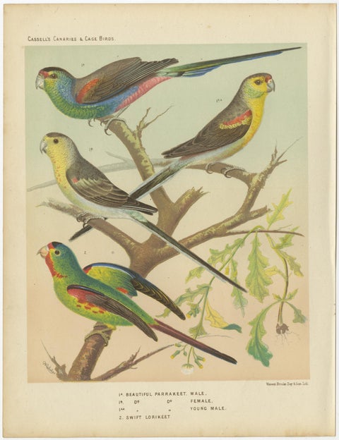 Antique Bird Print of the Beautiful Parakeet, Swift Parrot, circa 1880, view 4