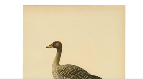 Antique Bird Print of a Taiga Bean Goose ‘Anser Fabalis’, 1917, view 3