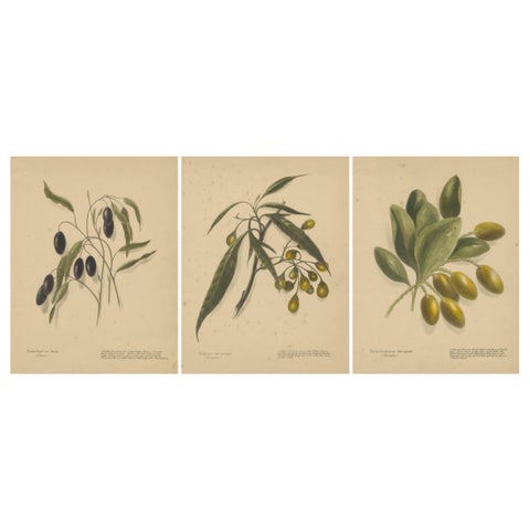 New Zealand Botanical Fruit Studies, Set of Three Lithographs, 1890