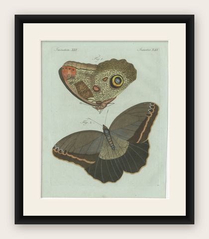 Original Antique Print of Two Exotic Butterflies by Bertuch, c. 1800, shown framed