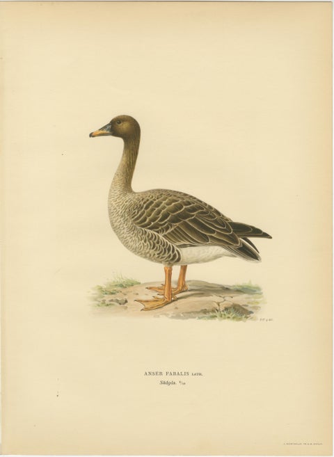 Vintage Scandinavian Ornithology Lithographs, Geese of Northern Europe, 1929, view 6