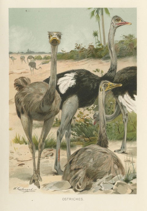 Antique Ostrich Print Exotic Birds Africa Scene Chromolithograph c.1895, close-up 1