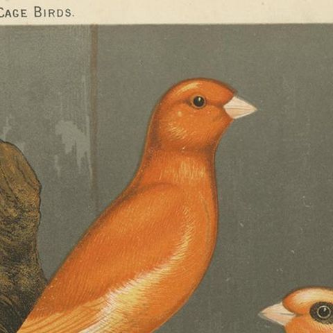 Antique Bird Print of the Norwich Canaries Clear Yellow 'Cayanne-Fed' and Other, close-up 1