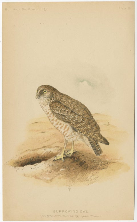 Set of 3 Antique Owl Prints: Dwarf Screech, Burrowing and Great Horned Owl, 1893, view 3