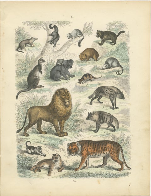 Big Cats & Marsupials Print: Lion, Tiger, Kangaroo, Antique 1867, view 2
