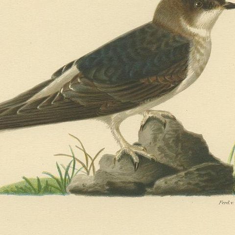 Antique Bird Print of the Common House Martin by Von Wright, '1927', close-up 2