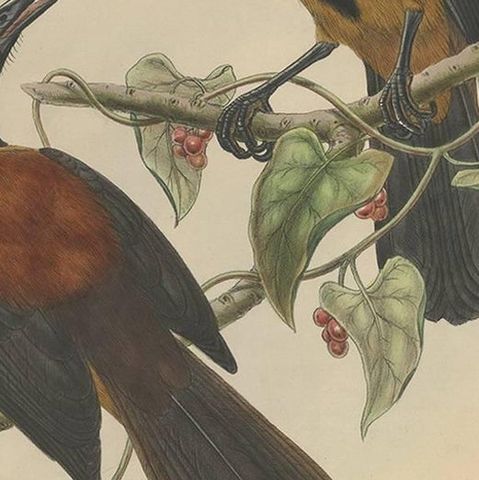 Antique Bird Print of the Aru-Island Wood-Shrike by J. Gould, circa 1875, close-up 2