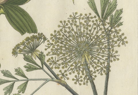 Galbanum and Hungarian Gentian: Rare Medicinal Plants Illustrated, 1805, close-up 2