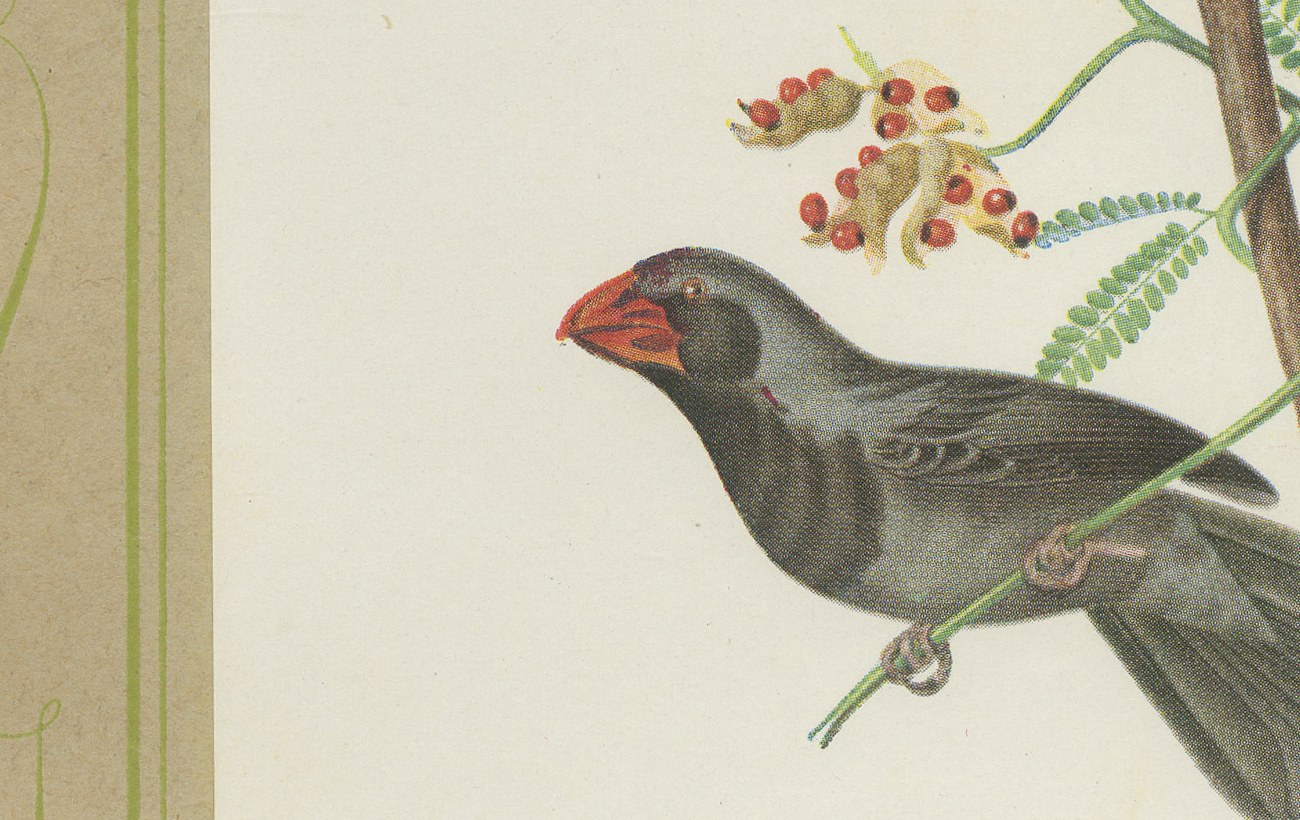 Finches and Seedeaters, Brazilian Bird Print, Descourtilz, 1944, view 5
