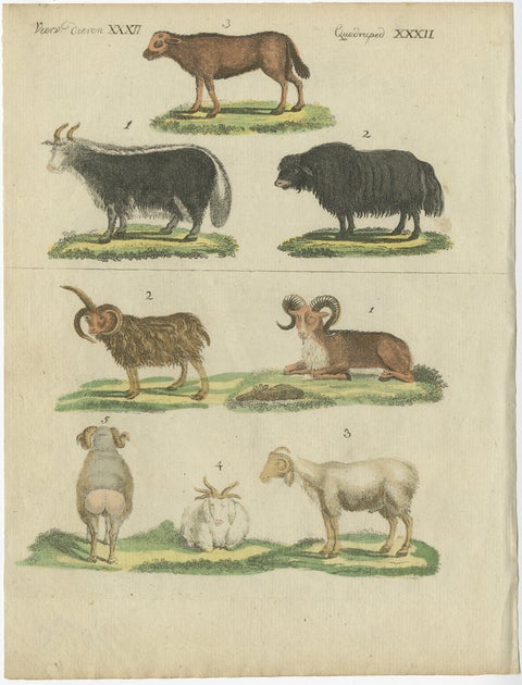 Antique Print of Sheep in Old Hand Coloring, Published in 1800, view 2