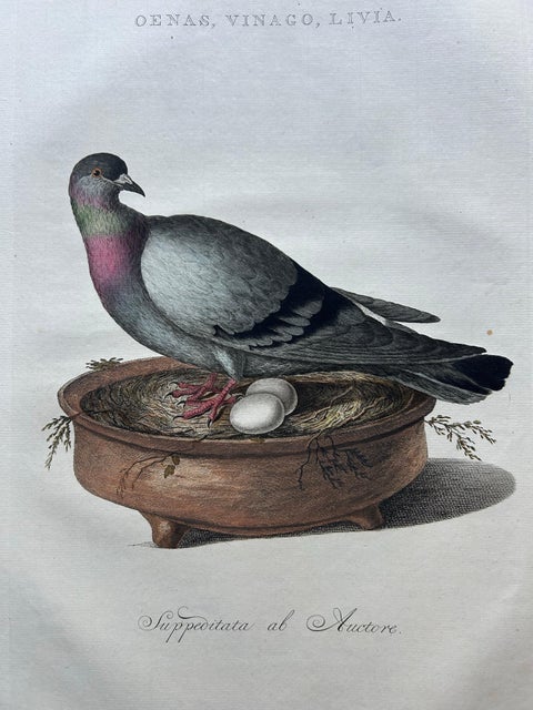 Rock Dove or Common Pigeon, Hand-Coloured Engraving with Dutch Text, 1770–1829, view 4