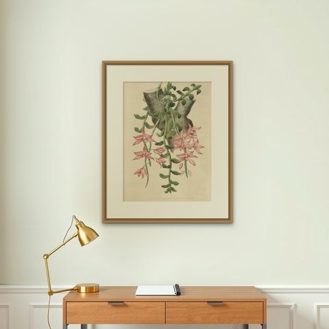 Orchid Elegance: Huge Exquisite Chromolithograph of the Dutch Colonial Era, 1854, shown framed on a wall