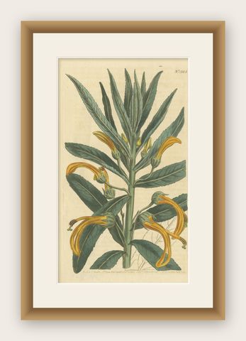 Antique Botany Print of Allium Cernuum by Curtis, 1810, shown framed