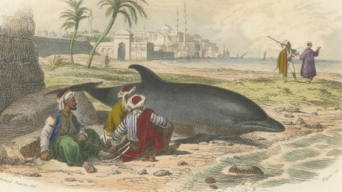 Le Dauphin Vulgaire (Common Dolphin), Hand-Colored Engraving, 1840, close-up 2