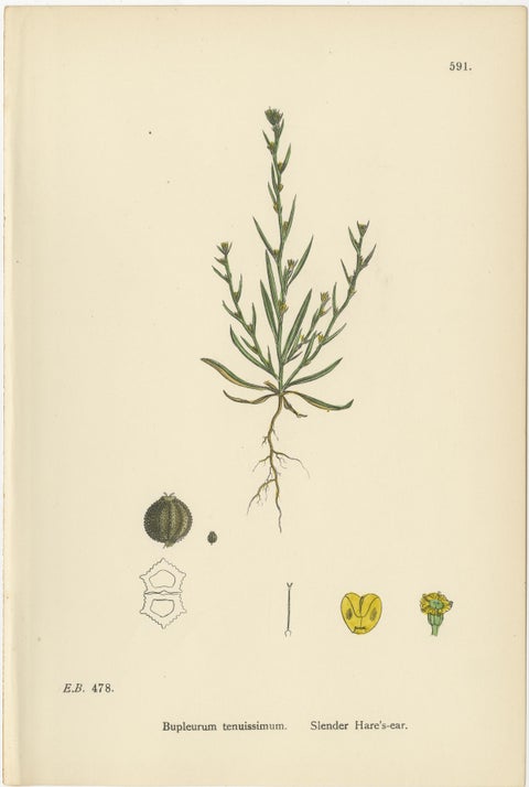 Antique English Botanical Interior Prints, Hare’s-ear & Water Dropwort, 1902, view 3
