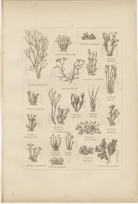 Antique Lichen Prints Set of 6, German Botanical Lithographs 1874, view 5