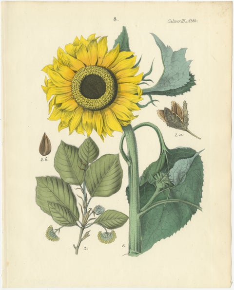 Hand-Colored Botanical Lithograph of Sunflower & Linden Tree, 1854, view 2