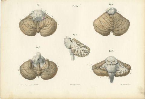The Cerebellum, Antique Hirschfeld Anatomy Print, 1866, view 2