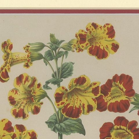 Antique Botany Print of the Mimulus Luteus by Severeyns 'c.1875', close-up 1