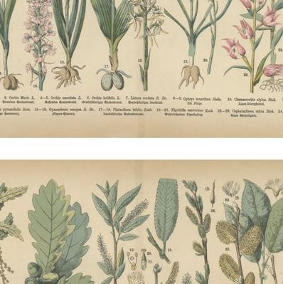 Antique Botanical Prints Set, German Flora & Orchids Atlas, Stuttgart 1885, close-up 2