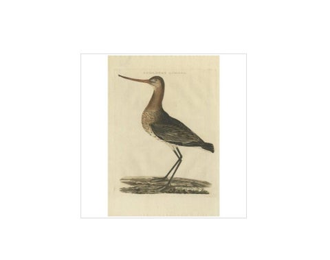 Scolopax Limosa, Antique Black-Tailed Godwit Print by Nozeman & Sepp, 1809, view 2
