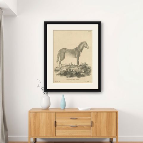 Antique Engraving of a Horse (Equus Caballus Linn.), drawn by Borifow, ca.1800, shown framed on a wall