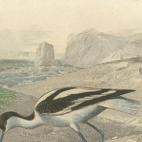 Antique Bird Print of the Pied Avocet and Greater Flamingo by Richard '1837', close-up 1