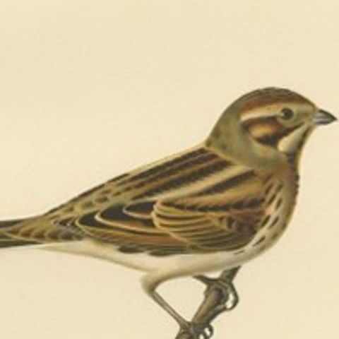 Antique Bird Print of the Common Reed Bunting by Von Wright, 1927, close-up 2