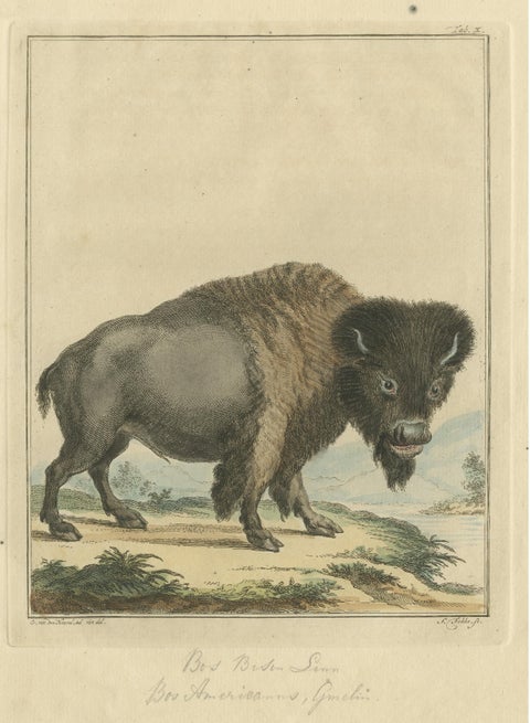 Original Antique Print of a Bison, view 3