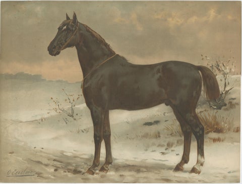 Antique Print of the Russian Half-Blood Horse by O. Eerelman, 1898, view 2