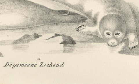19th-Century Lithograph of Seals and Elephant Seals in Arctic and Marine Habitat, close-up 3