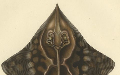 Rare Hand-Colored Antique Fish Print of the Gaimard's Ray, 1842, close-up 2