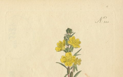 Botanical Engraving of Yellow Loosestrife (Lysimachia) - Rare 1796 Floral Print, close-up 2