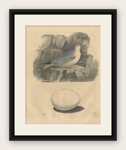 Antique Animal Print of a Gull 'Sea Birds' and Egg by C. Hoffmann, 1847, shown framed