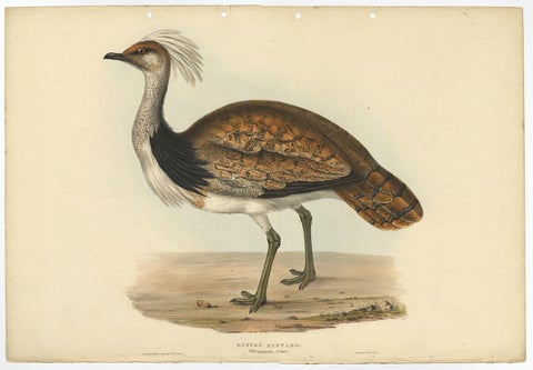 Antique Hand-Coloured Bird Print of the Ruffed Bustard, 1832, view 2