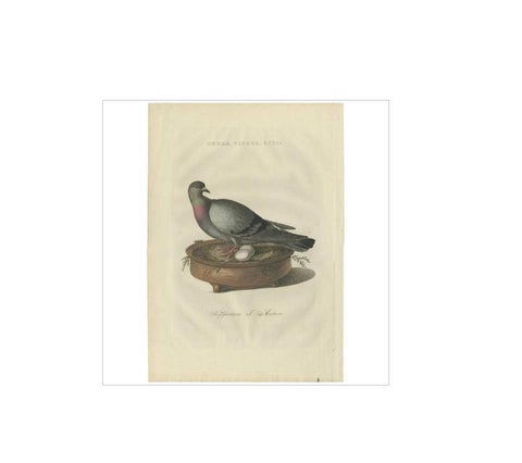 Rock Dove or Common Pigeon, Hand-Coloured Engraving with Dutch Text, 1770–1829, view 2