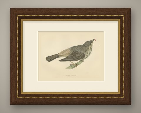 Missel Thrush or Mistle Thrush with a Berry, Morris Bird Print, 1896, shown framed