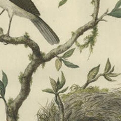 Antique Bird Print of the European Robin by Sepp & Nozeman, 1770, close-up 1