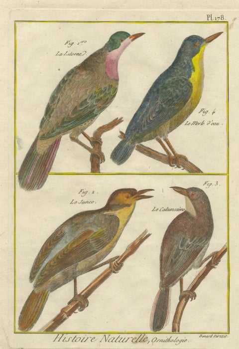 Hand-Colored Engraving of European & Exotic Birds from Histoire Naturelle, 1790, close-up 1