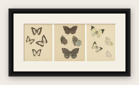 Victorian Butterfly Treasures: Captivating Hand-Colored Lithographs, 1878, shown framed