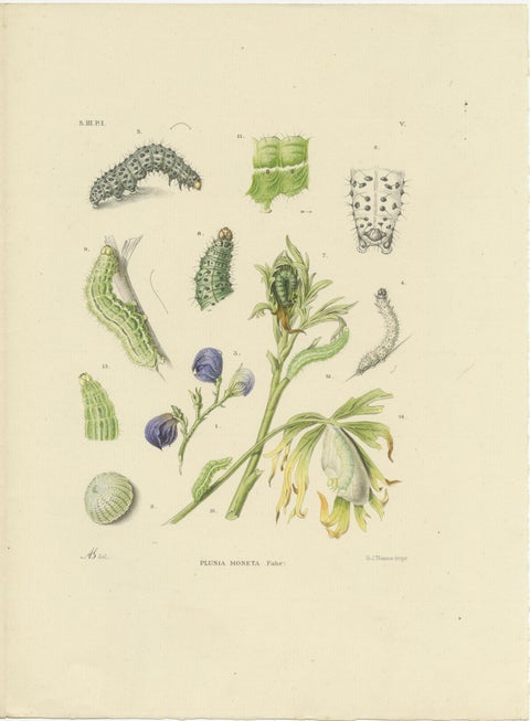 Antique Dutch Plusia Moneta Moth Diptych, Hand-Colored by Sepp & Brants, 1908, view 3