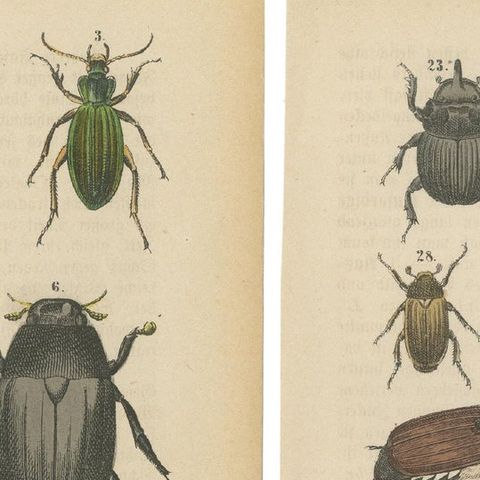 Set of 2 Antique Prints of various Beetles including a Rhinoceros Beetle, 1890, close-up 5