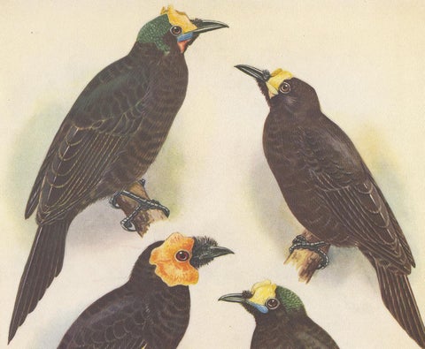 Antique Print of the Wattled Bird of Paradise and Others, 1950, view 2